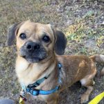 Adoptable (Official) Georgia Dogs for October 28, 2024