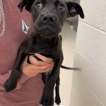 Adoptable (Official) Georgia Dogs for October 29, 2024