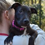 Adoptable (Official) Georgia Dogs for October 30, 2024