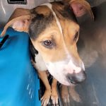 Adoptable (Official) Georgia Dogs for November 1, 2024