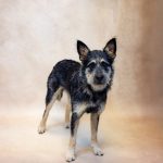 Adoptable (Official) Georgia Dogs for November 4, 2024