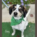 Adoptable (Official) Georgia Dogs for November 5, 2024