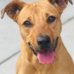 Adoptable (Official) Georgia Dogs for November 6, 2024