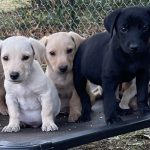 Adoptable (Official) Georgia Dogs for November 8, 2024
