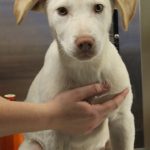 Adoptable (Official) Georgia Dogs for November 13, 2024