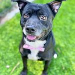 Adoptable (Official) Georgia Dogs for November 15, 2024