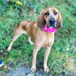 Adoptable (Official) Georgia Dogs for November 18, 2024