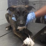 Adoptable (Official) Georgia Dogs for November 19, 2024