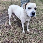 Adoptable (Official) Georgia Dogs for November 20, 2024