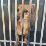 Adoptable (Official) Georgia Dogs for November 22, 2024