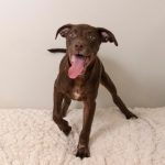 Adoptable (Official) Georgia Dogs for November 25, 2024