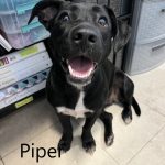 Adoptable (Official) Georgia Dogs for January 15, 2025