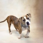 Adoptable (Official) Georgia Dogs for December 3, 2024