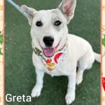 Adoptable (Official) Georgia Dogs for December 4, 2024