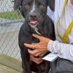 Adoptable (Official) Georgia Dogs for December 6, 2024