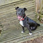 Adoptable (Official) Georgia Dogs for December 9, 2024
