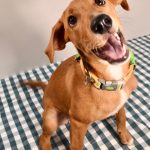 Adoptable (Official) Georgia Dogs for December 10, 2024