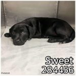 Adoptable (Official) Georgia Dogs for December 11, 2024