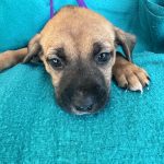 Adoptable (Official) Georgia Dogs for December 13, 2024