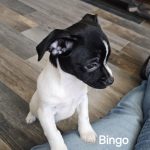 Adoptable (Official) Georgia Dogs for December 16, 2024