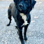 Adoptable (Official) Georgia Dogs for December 17, 2024