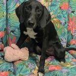 Adoptable (Official) Georgia Dogs for December 18, 2024