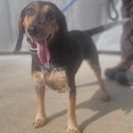 Adoptable (Official) Georgia Dogs for December 20, 2024
