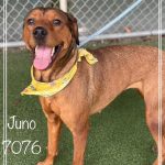Adoptable (Official) Georgia Dogs for December 23, 2024
