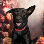 Adoptable (Official) Georgia Dogs for January 3, 2025