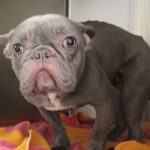 Adoptable (Official) Georgia Dogs for January 6, 2025