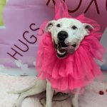 Adoptable (Official) Georgia Dogs for January 7, 2025