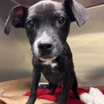 Adoptable (Official) Georgia Dogs for January 8, 2025