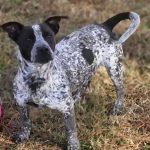 Adoptable (Official) Georgia Dogs for January 10, 2025