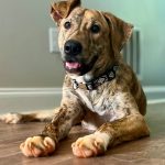 Adoptable (Official) Georgia Dogs for January 13, 2025