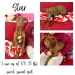 Adoptable (Official) Georgia Dogs for January 14, 2024