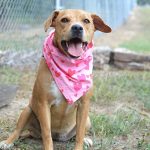 Adoptable (Official) Georgia Dogs for January 17, 2025