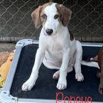 Adoptable (Official) Georgia Dogs for January 21, 2025