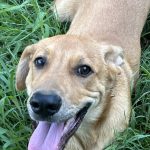 Adoptable (Official) Georgia Dogs for January 22, 2025