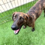 Adoptable (Official) Georgia Dogs for January 24, 2025