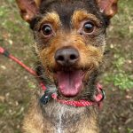 Adoptable (Official) Georgia Dogs for January 27, 2025