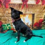 Adoptable (Official) Georgia Dogs for January 28, 2025