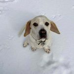 Adoptable (Official) Georgia Dogs for January 29, 2025