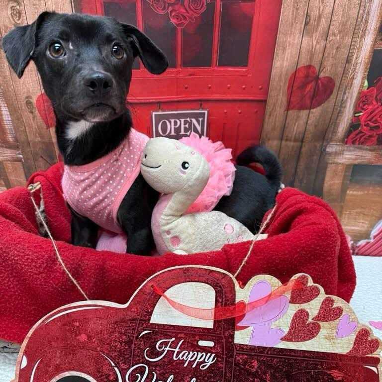 Adoptable (Official) Dogs for January 29, 2025 GaPundit