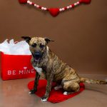 Adoptable (Official) Georgia Dogs for January 31, 2025