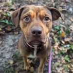 Adoptable (Official) Georgia Dogs for February 3, 2025