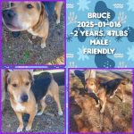 Adoptable (Official) Georgia Dogs for February 4, 2025