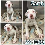 Adoptable (Official) Georgia Dogs for February 5, 2025
