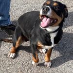 Adoptable (Official) Georgia Dogs for February 6, 2025