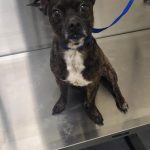 Adoptable (Official) Georgia Dogs for February 10, 2024