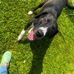 Adoptable (Official) Georgia Dogs for February 11, 2024